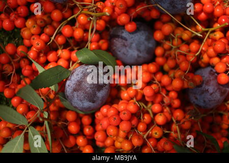 Ancora la vita di prugne blu e arancione rowan bacche Foto Stock