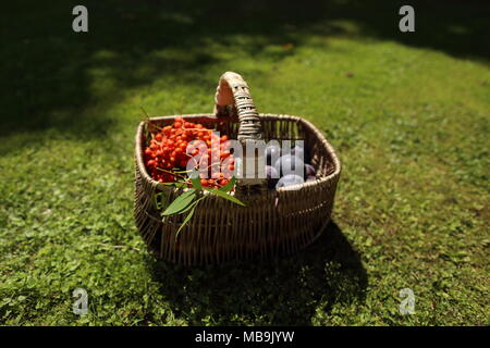 Ancora la vita di prugne blu e arancione rowan bacche Foto Stock