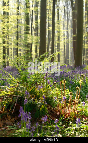 Felce in primavera soleggiata foresta, Hallerbos, Belgio Foto Stock