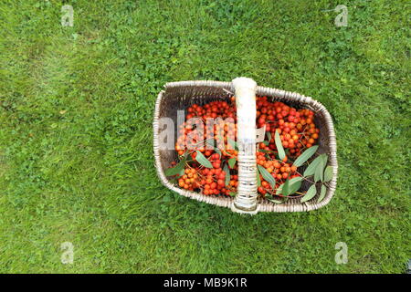 Ancora la vita di prugne blu e arancione rowan bacche Foto Stock