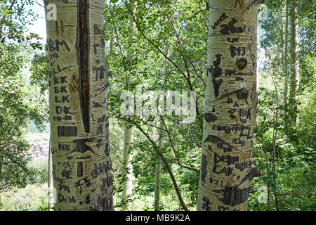 Graffiti incisi in tronchi di alberi di Aspen con nomi, iniziali, i cuori e gli scarabocchi che alterano la natura al fianco di un sentiero escursionistico Foto Stock