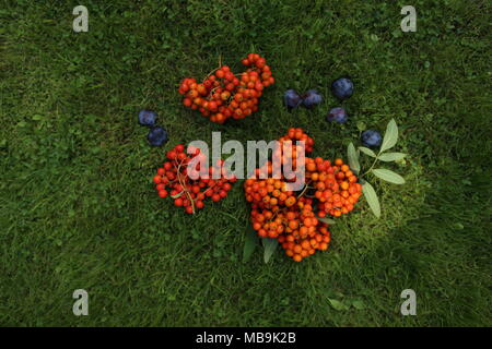 Ancora la vita di prugne blu e arancione rowan bacche Foto Stock