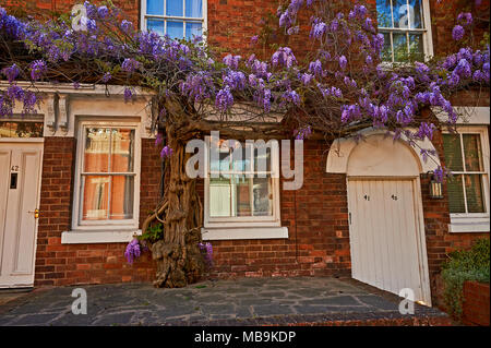 Stratford upon Avon a molla e una casa di mattoni coperti di piante di glicine in piena fioritura. Foto Stock