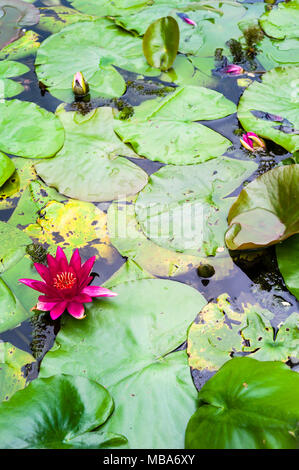 Vivid acqua di rosa fiori di giglio tra il verde delle foglie galleggianti sulla superficie di uno stagno. Foto Stock