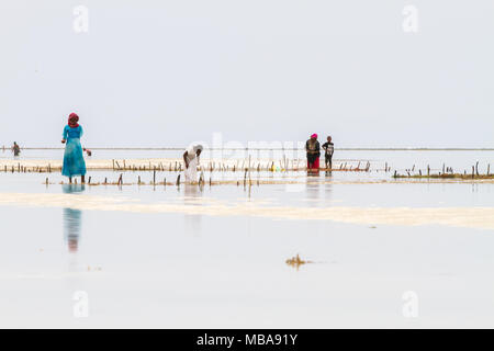 ZANZIBAR, TANZANIA - gennaio 05: Sconosciuto Zanzibar gli agricoltori di alghe marine in panni tradizionali faming alghe marine in bassa marea oceano su Paje beach, Zanzibar, Tanz Foto Stock