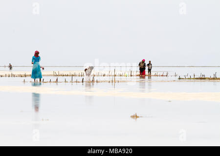 ZANZIBAR, TANZANIA - gennaio 05: Sconosciuto Zanzibar gli agricoltori di alghe marine in panni tradizionali faming alghe marine in bassa marea oceano su Paje beach, Zanzibar, Tanz Foto Stock