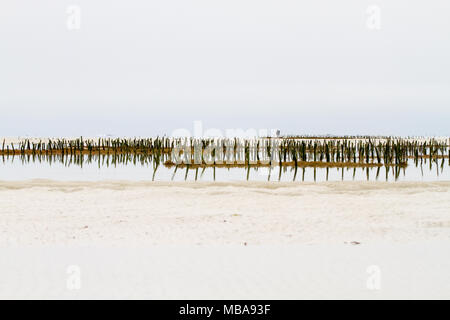 ZANZIBAR, TANZANIA - gennaio 05: Sconosciuto Zanzibar gli agricoltori di alghe marine in panni tradizionali faming alghe marine in bassa marea oceano su Paje beach, Zanzibar, Tanz Foto Stock