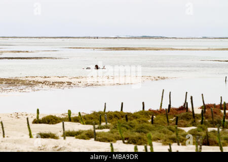 ZANZIBAR, TANZANIA - gennaio 05: Sconosciuto Zanzibar gli agricoltori di alghe marine in panni tradizionali faming alghe marine in bassa marea oceano su Paje beach, Zanzibar, Tanz Foto Stock