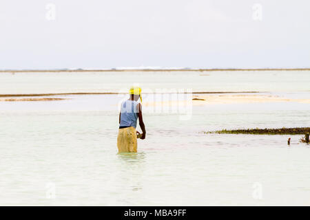 ZANZIBAR, TANZANIA - gennaio 05: Sconosciuto Zanzibar gli agricoltori di alghe marine in panni tradizionali faming alghe marine in bassa marea oceano su Paje beach, Zanzibar, Tanz Foto Stock