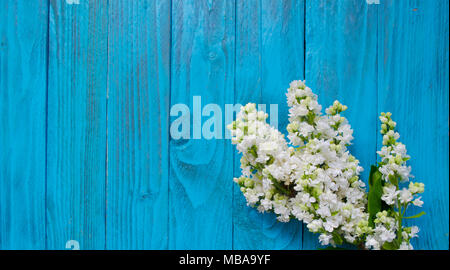 I fiori bianchi primaverili. Fiori lilla sul blu vintage in legno sfondo. Foto Stock