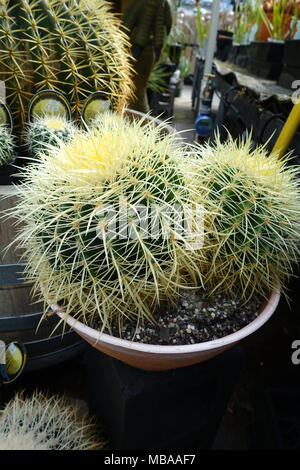 Echinocactus grusonii o comunemente noto come Golden Barrel Cactus Foto Stock