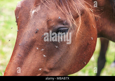 Una chiusura di un testa di cavallo con un sacco di mosche vicino all'occhio Foto Stock