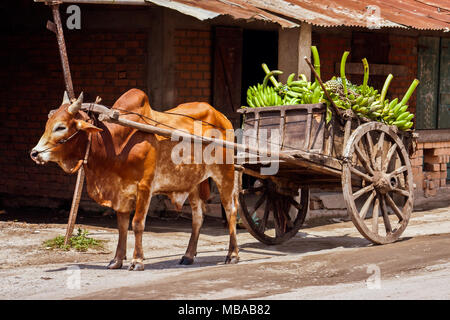 Zebù carrello portando frutti sulla strada di Ankify, a nord del Madagascar Foto Stock