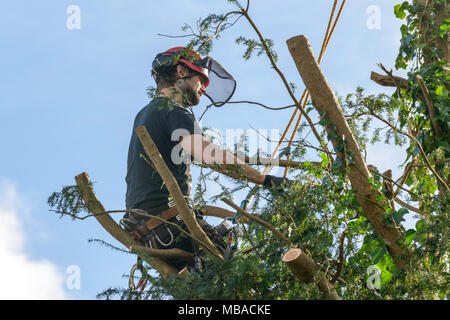 TREE chirurgo torna a fresare Yew Tree nel giardino interno UK.indossa un casco protettivo con cuffie di protezione e sicurezza la maschera per il viso. Foto Stock