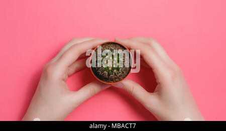 Femmina di tenere in mano il verde Cactus nel vaso sul pastello rosa colore di sfondo. La minima nozione. Lay piatto. Vista dall'alto. Foto Stock