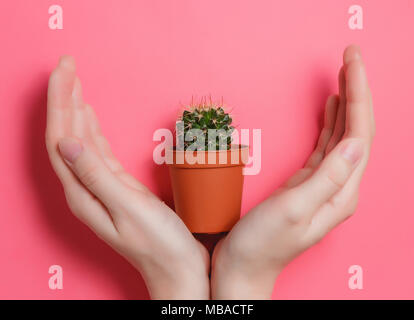 Femmina di tenere in mano il verde Cactus nel vaso sul pastello rosa colore di sfondo. La minima nozione. Lay piatto. Vista dall'alto. Foto Stock