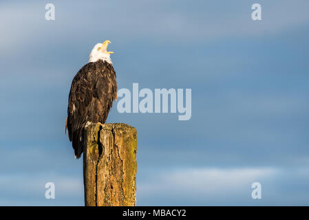 Aquila calva appollaiato che affaccia sulle montagne e l'oceano in Omero, Alaska. Foto Stock