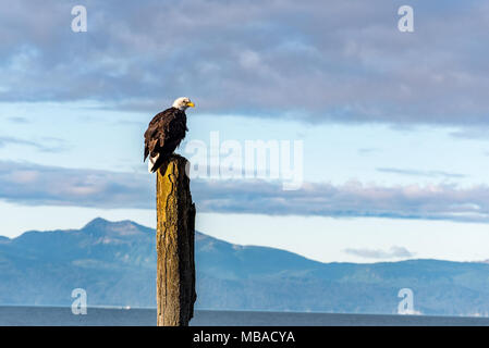 Aquila calva appollaiato che affaccia sulle montagne e l'oceano in Omero, Alaska. Foto Stock