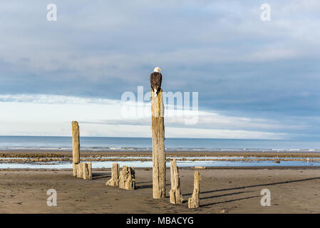 Aquila calva appollaiato che affaccia sulle montagne e l'oceano in Omero, Alaska. Foto Stock