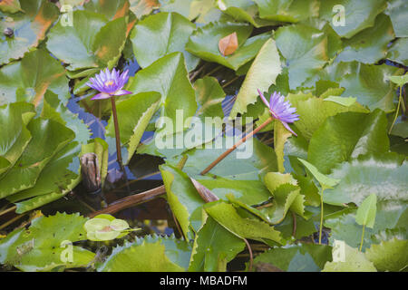 Cape ninfee blu (Nymphaea capensis) Foto Stock