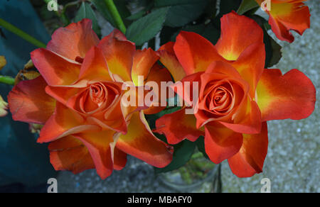 Bellissimo il taglio variegato di rosso e di giallo le rose Foto Stock