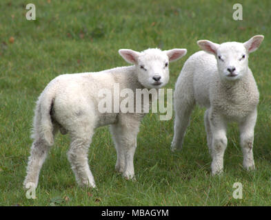 Agnelli a molla su un pascolo di erba. West Cork in Irlanda. Foto Stock