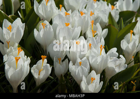 Molla di bianco di crochi. Foto Stock