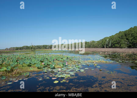 Fogg Dam Conservation Reserve, Territorio del Nord, l'Australia. Originariamente creato per il Humpty Doo Progetto Riso, ora un importante riserva naturale. Foto Stock