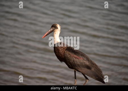 Lanosi colli / cicogna bianca Cicogna a collo alto / Vescovo Stork Foto Stock