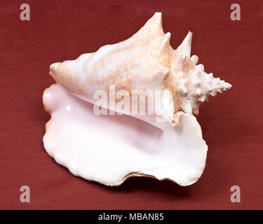 Rosa di grandi dimensioni queen conch conchiglia sul tessuto rosso sfondo Foto Stock
