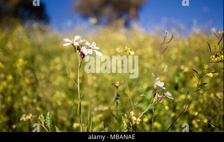 Campo di bianco e giallo fiore Foto Stock