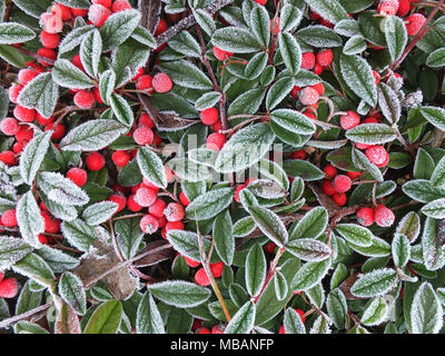 La brina sulle foglie e bacche rosse Foto Stock