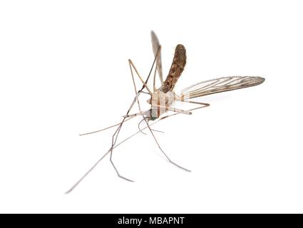 Mosquito morto sulla superficie bianca Foto Stock