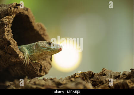 Ocellated lizard nel foro albero con Sun in background Foto Stock