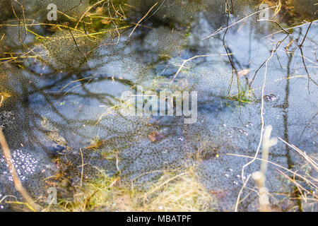 Migliaia di uova con frog spwan Foto Stock