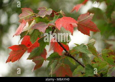 Foglie di acero cambiando colore a inizio autunno Foto Stock