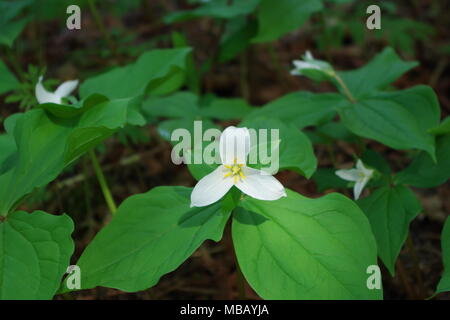 White Trillium fiori che copre il suolo della foresta. Foto Stock