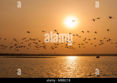 Il fenicottero maggiore (Phoenicopterus roseus) silhouette contro il sole che trovano intorno a Pune Bhigwan Bird Sanctuary, Maharashtra, India. Foto Stock