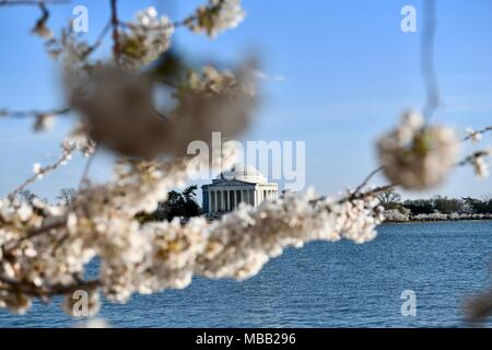 Jefferson Memorial vicino al bacino di marea durante il picco di fioritura dei fiori di ciliegio in Washington DC Foto Stock
