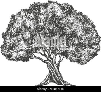 Albero di olivo disegnati a mano illustrazione vettoriale disegno realistico Illustrazione Vettoriale