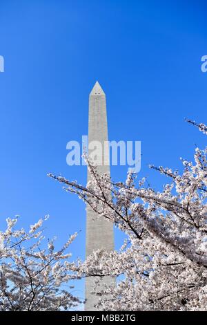 La fioritura dei ciliegi in fiore di picco con il Monumento di Washington in background in Washington DC, Stati Uniti d'America Foto Stock