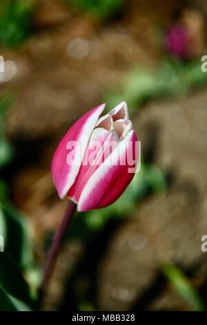 Red tulip (Tulipa) durante la primavera a Washington DC, Stati Uniti d'America Foto Stock