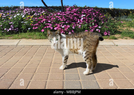 Street cat, bobtail, stando in piedi in font di un fiore Foto Stock