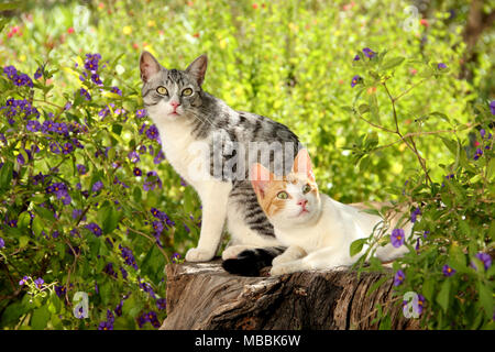 Due gatti domestici seduta, giacente su un tronco di albero Foto Stock