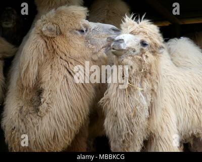 Una coppia di soffici cammelli guardare come stanno baciando Foto Stock