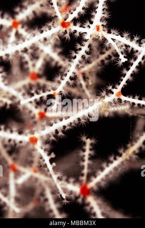 Primo piano di polipi su coralli bianchi, Acropora florida, con macchie rosse Foto Stock