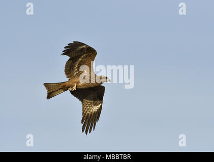 Nibbio - Milvus migrans capretti Foto Stock