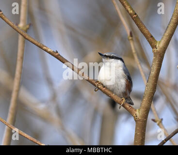 Picchio muratore - Sitta europaea - gara scandinavo Foto Stock