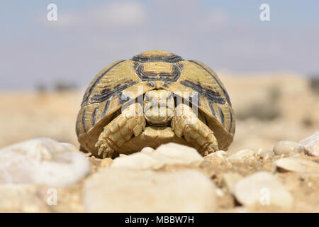 Negev - Tartaruga Testudo werneri Foto Stock