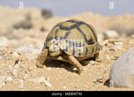 Negev - Tartaruga Testudo werneri Foto Stock